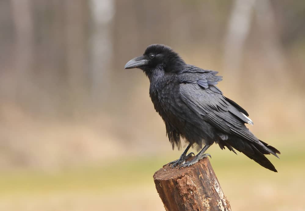 Raven sitting on the branch