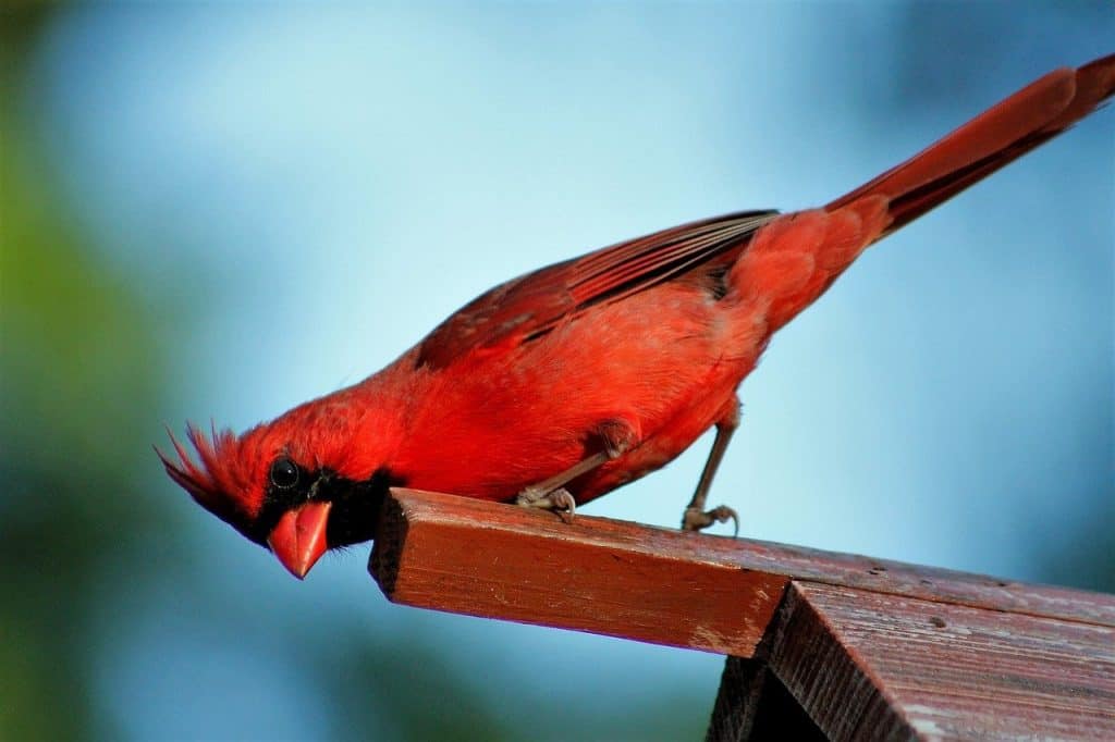 red male cardinal