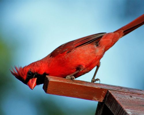 Are Cardinals Rare? Are “Red” Cardinals Rare?