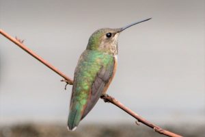 The Amazing Hummingbird Migration & Ways You Can Help