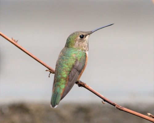 The Amazing Hummingbird Migration & Ways You Can Help