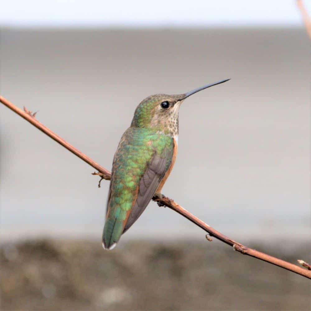 Female rufous hummingbird sitting on a twig