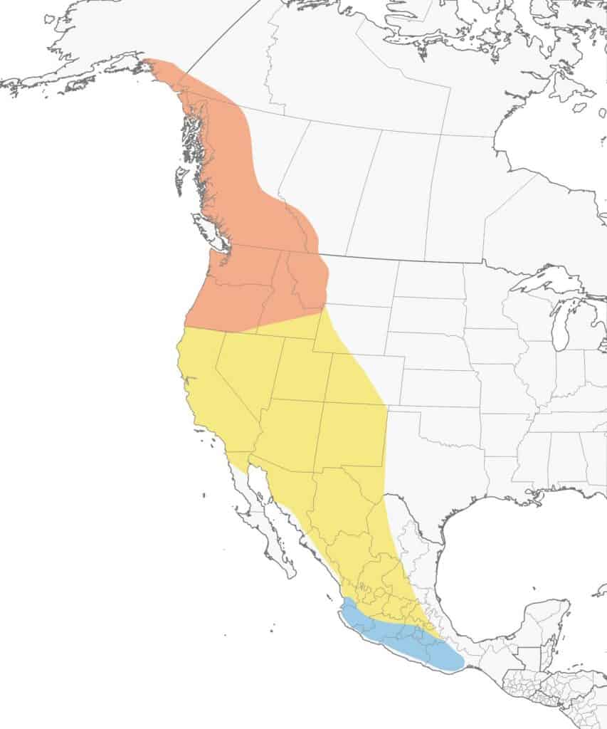 A map depicting the range of the Rufous Hummingbird