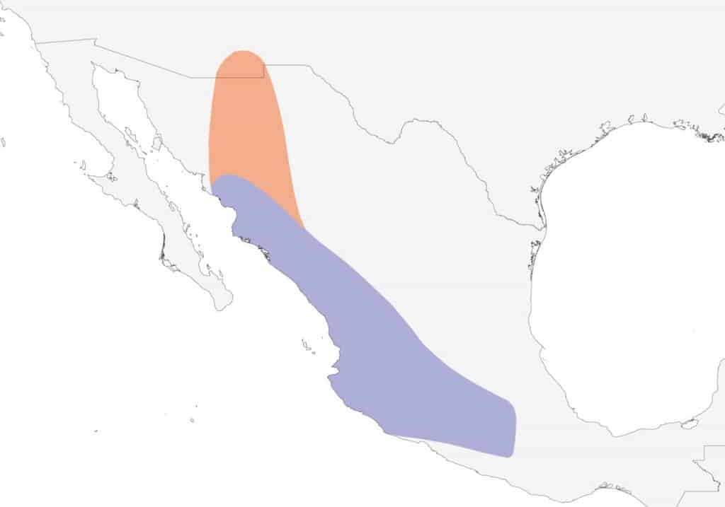 A map depicting the range of the Violet-crowned Hummingbird