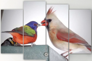 5 Ways to Turn Your Favorite Backyard Bird Photo into Unique Wall Art Décor