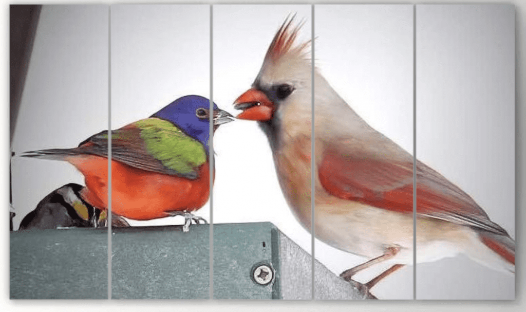 bird canvas wall art