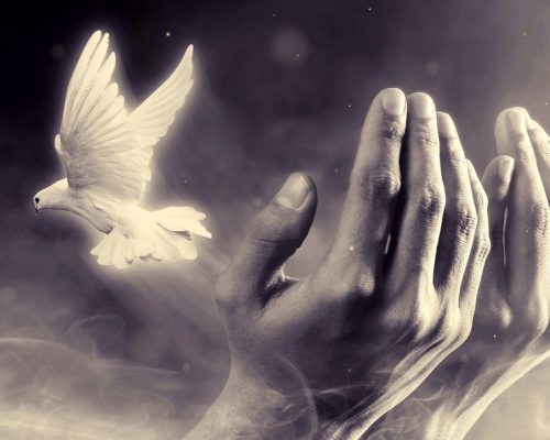 Dove Meaning & Symbolism: The Ultimate Guide & What it Means to You
