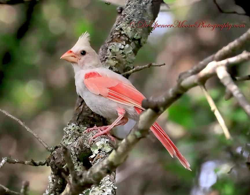 albino cardinal