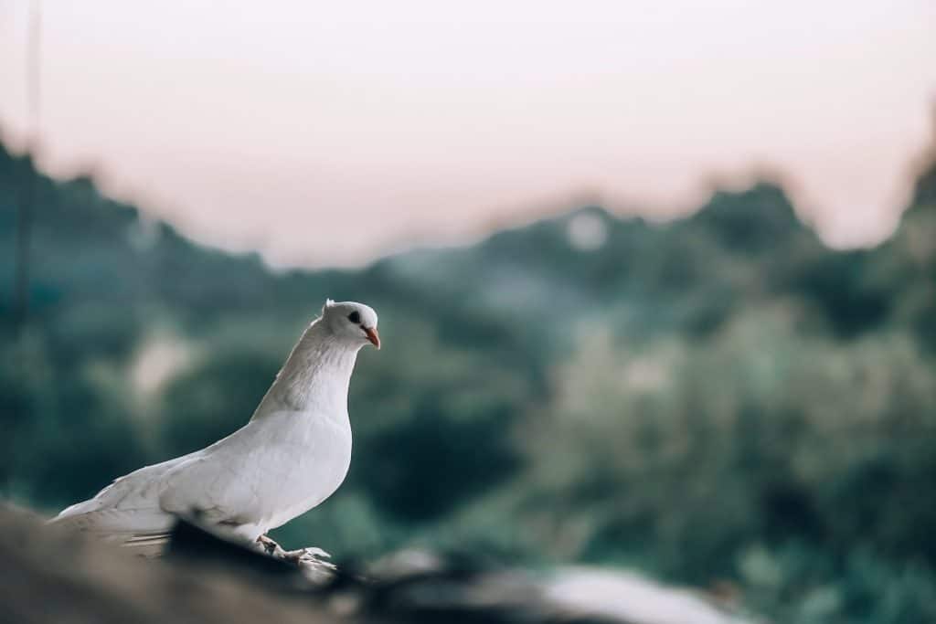 white dove meaning and symbolism