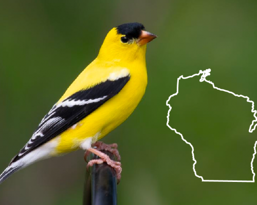 Birds of Wisconsin: The Complete List + Photos for Fast & Accurate ID