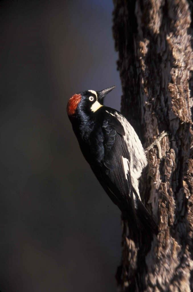 Acorn woodpecker climbing up a tree