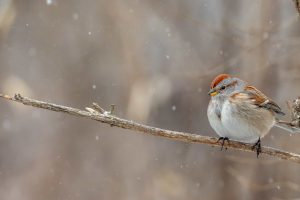 30+ Ontario Winter Birds (Identification Guide Included)