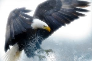 The Ultimate Guide To Eagle Symbolism & Meaning