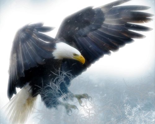 The Ultimate Guide To Eagle Symbolism & Meaning