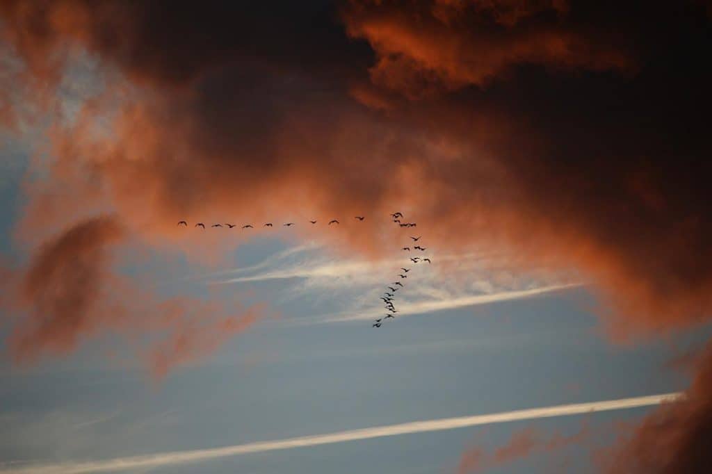Birds migrating.