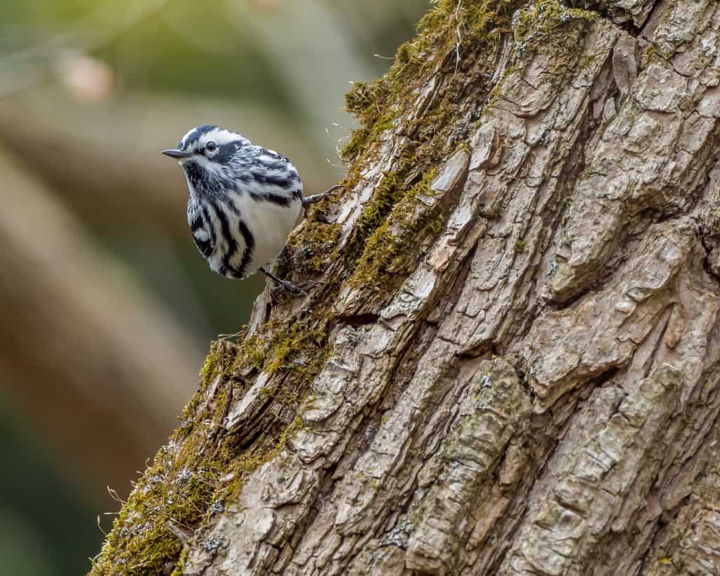 Black and white warbler perched on a tree
