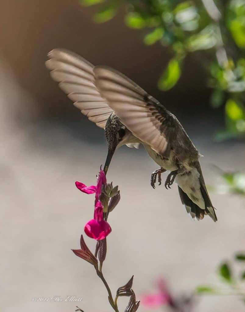 Black-chinned hummingbird sipping nectar from a flower