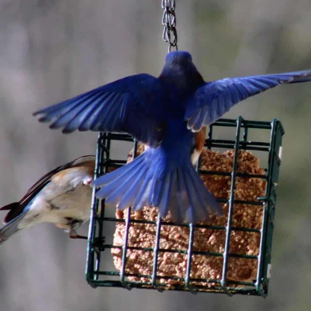 Bluebirds dining on suet in the winter.