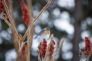How to Attract Eastern Bluebirds: 9 Field-Tested Ways