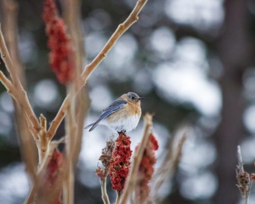 9 Field-Tested Ways to Attract Eastern Bluebirds to Your Yard