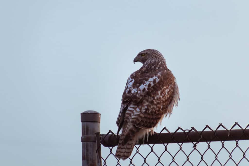 Broad-winged hawk perched on a fence