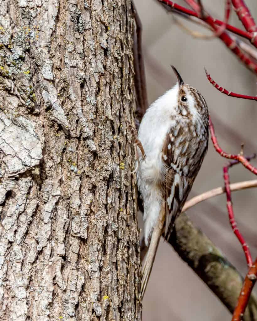 Brown creeper climbing up a tree trunk