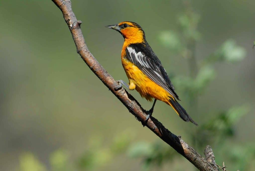 Male bullock's oriole perched on a branch