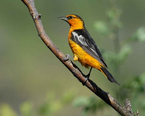 15+ Orange Birds with Black Wings: A Complete List For Fast & Accurate ID