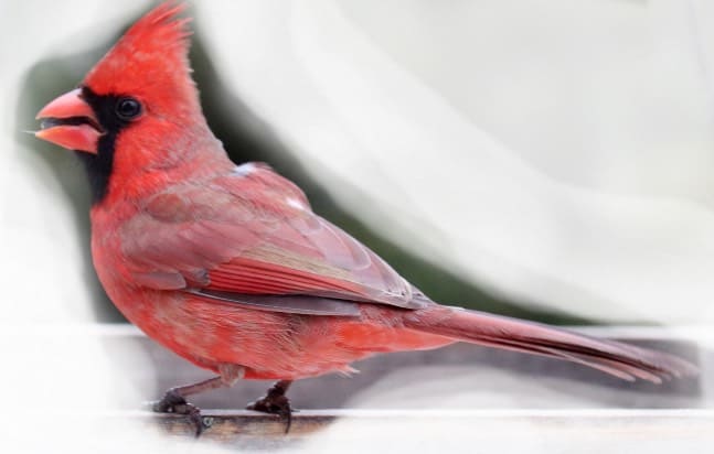 normal red male cardinal