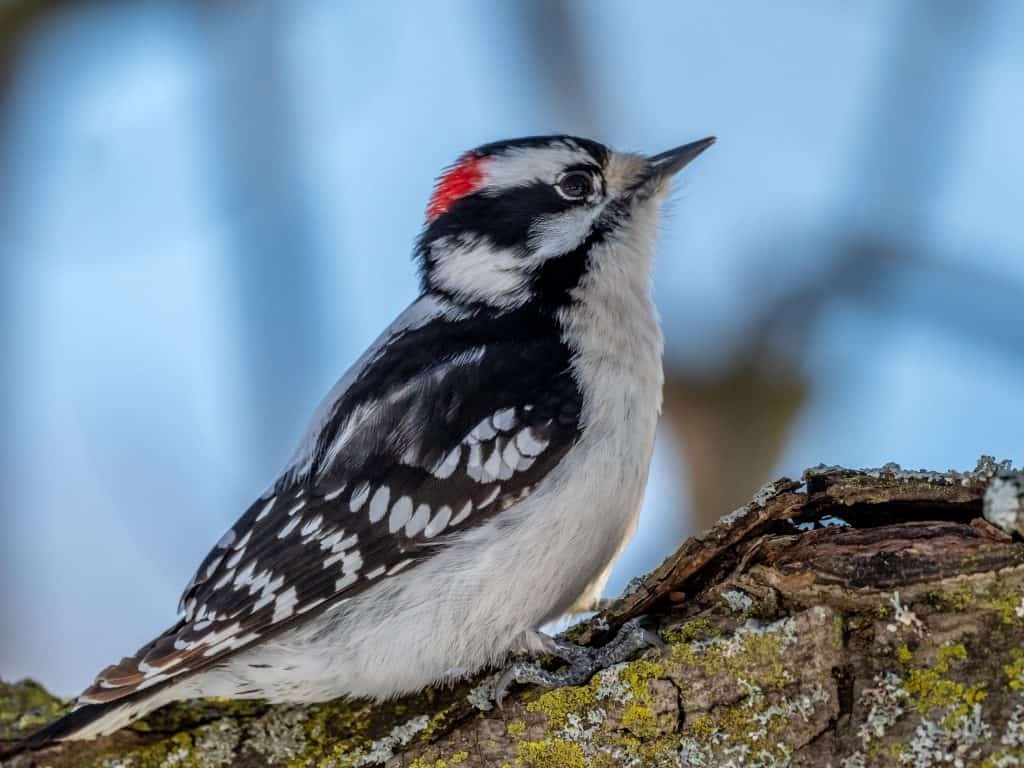 Downy woodpecker on a tree trunk