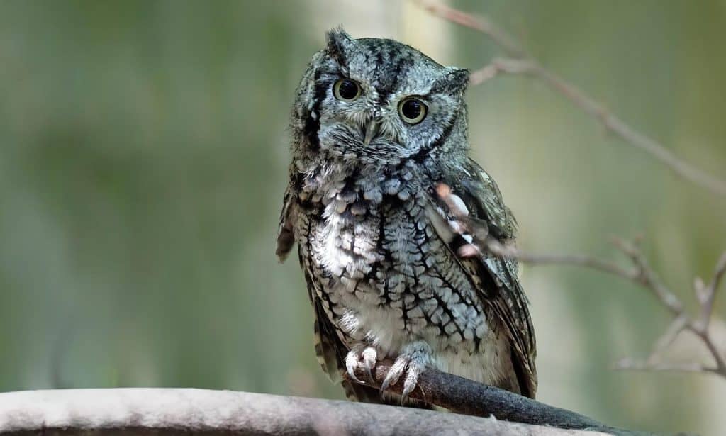 Eastern screech owl perched