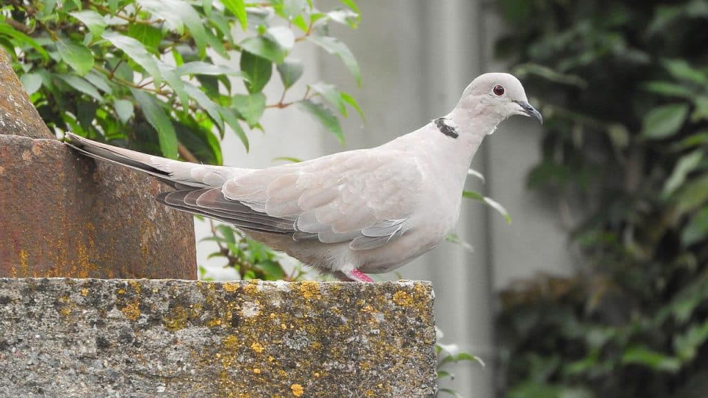 Eurasian collared dove perched on touchable block