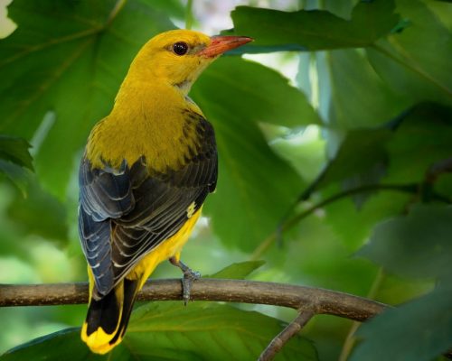 20 Yellow Birds With Black Wings: A Complete List For Fast & Accurate ID