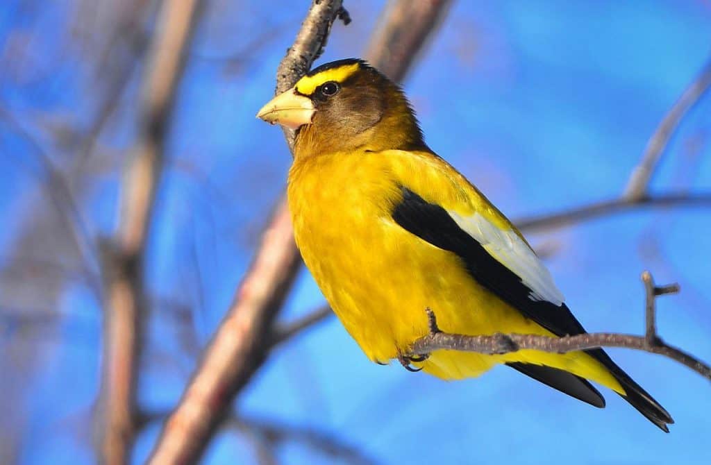 Male evening grosbeak perched on a branch