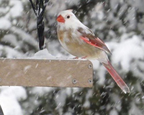 White, Albino & Leucistic Cardinals: Rare Birds You’d Be Incredibly Lucky to See