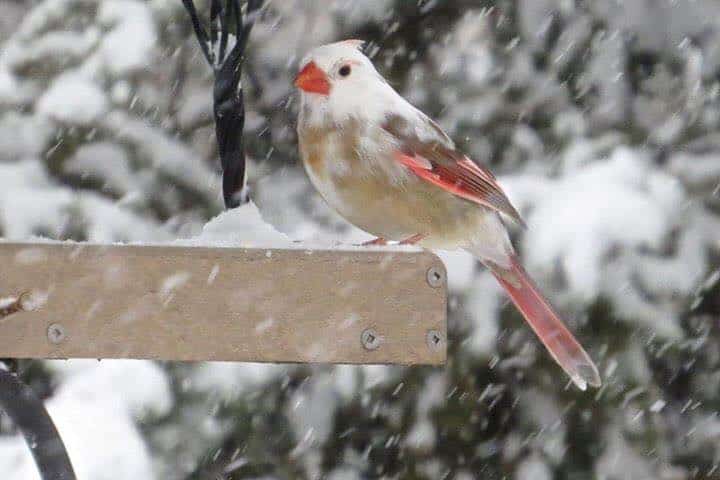 female leucistic cardinal perched on bird feeder