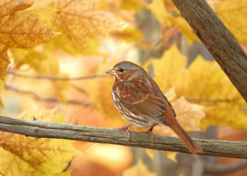 Fox sparrow perched on a branch