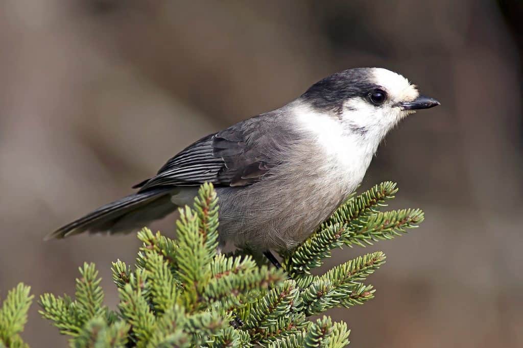 Gray jay perched on pine tree