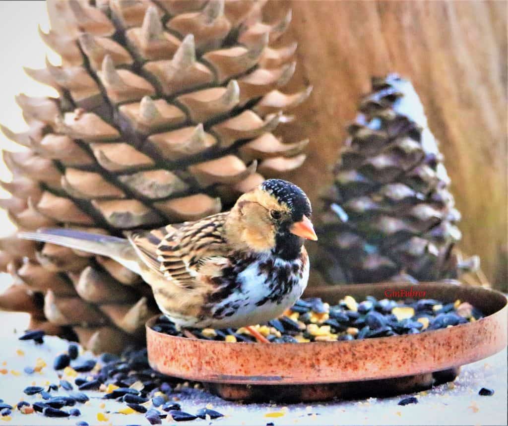Harris's sparrow on a bird feeder