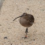 a kiwi bird a mammal is walking on shore
