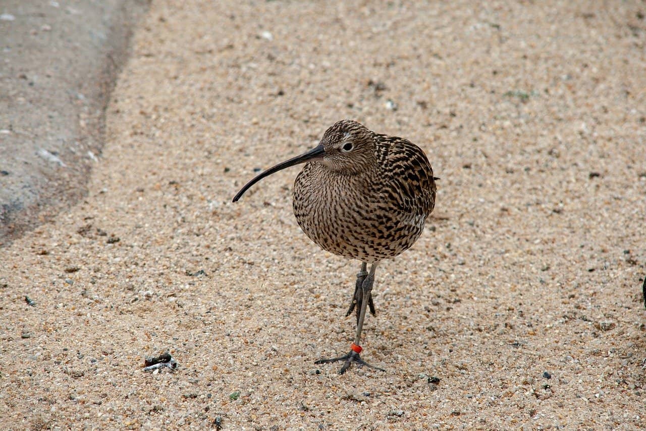 a kiwi bird a mammal is walking on shore