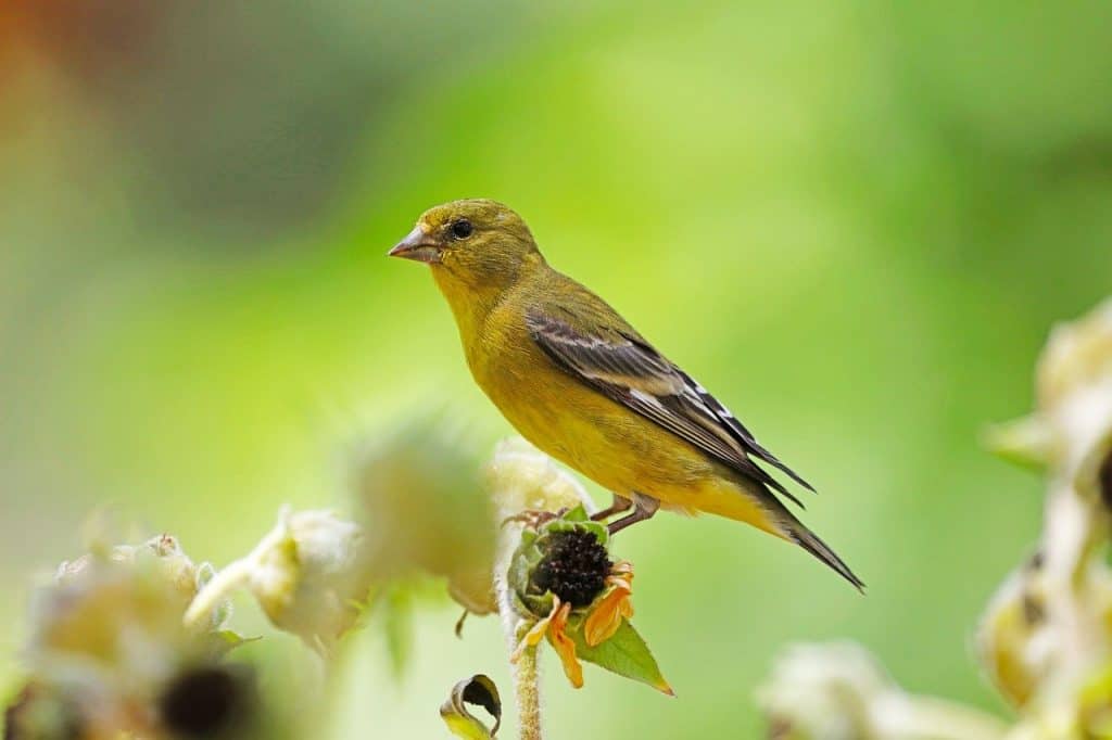 Lesser goldfinch perched on a branch