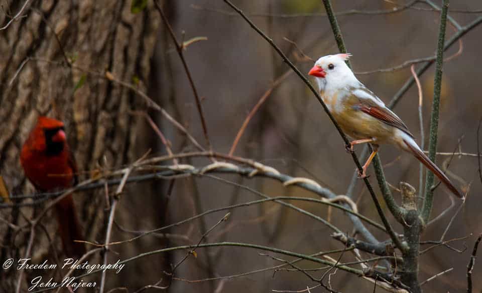 A leucistic female cardinal in a tree with a normal male cardinal in the background