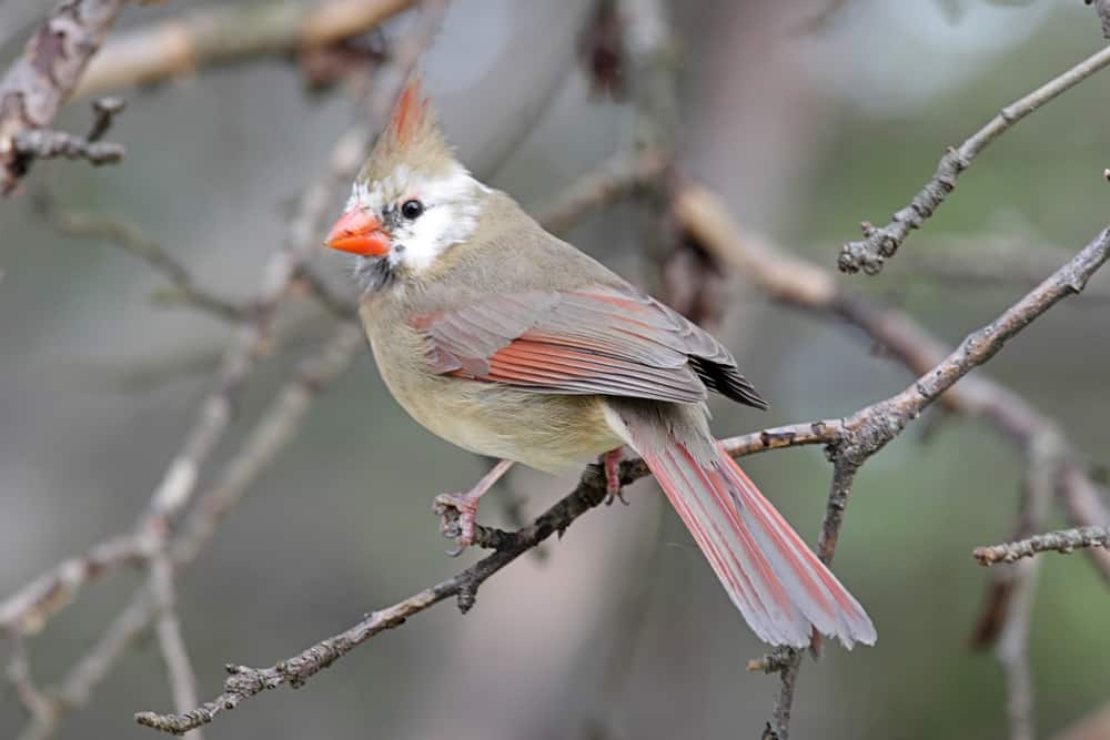 leucistic female cardinal