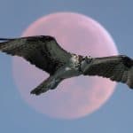 hawk symbolism flying with pink moon behind