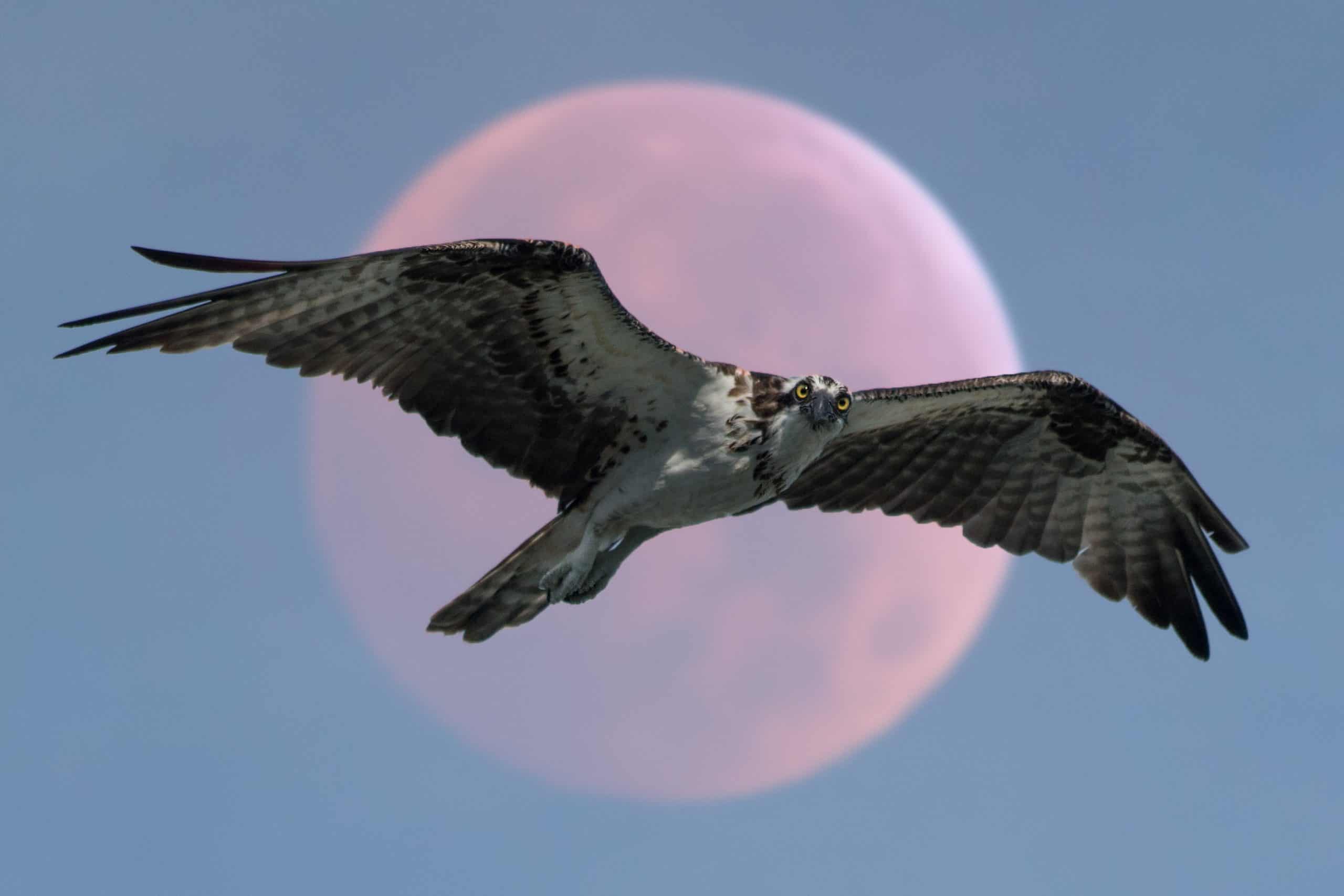 hawk symbolism flying with pink moon behind