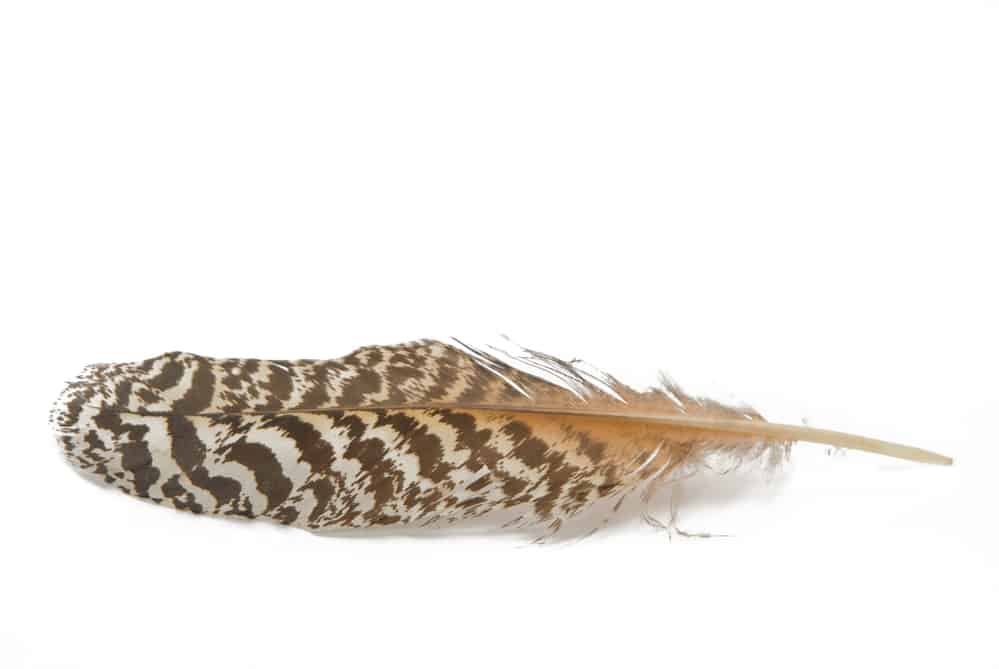an owl feather