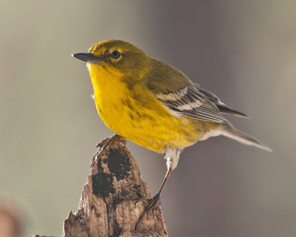 pine warbler on a tree