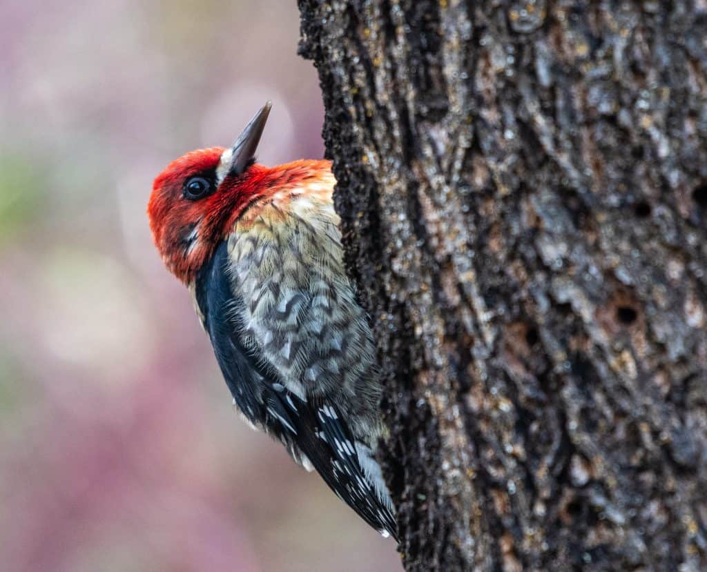 Red-breasted sapsucker climbing up a tree