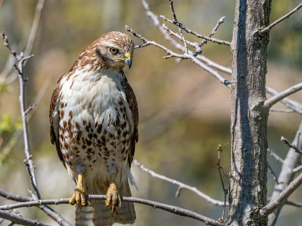 Red-tailed hawk perched on a branch